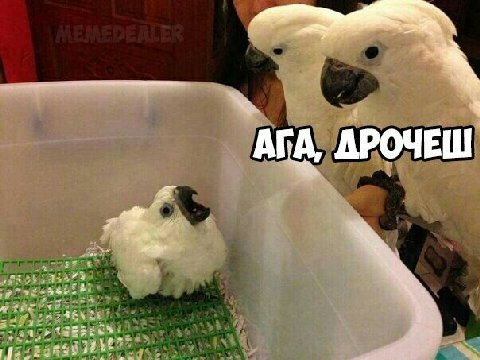 АГА, ДРОЧЕШ