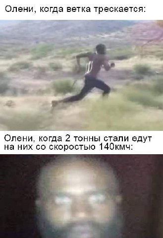 Олени, когда ветка трескается: Олени, когда 2 тонны стали едут на них скоростью 140кмч: