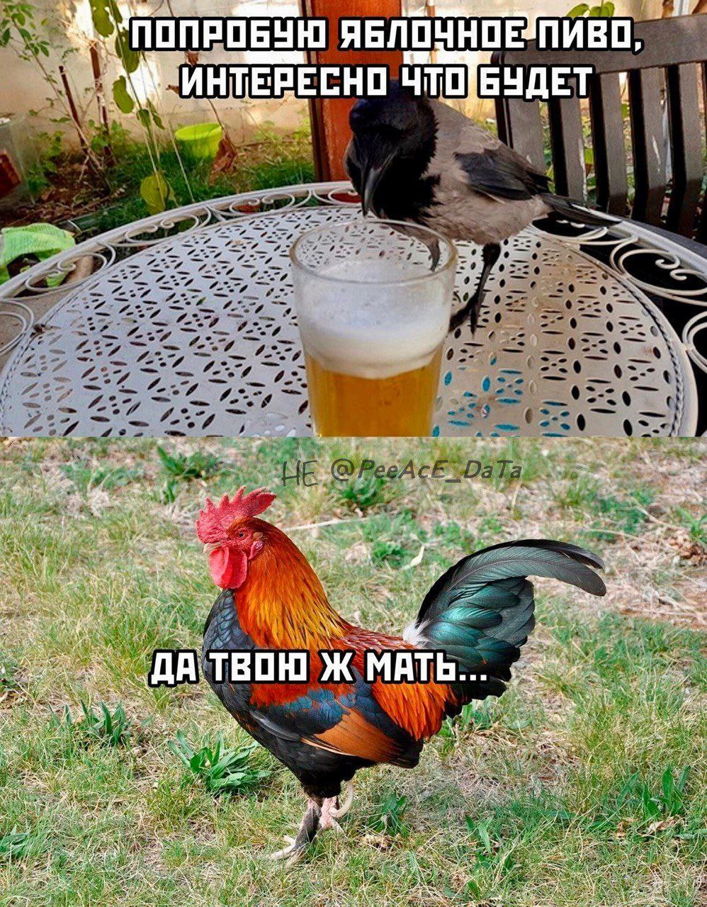 ПОПРОБУЮ ЯБЛОЧНОЕ ПИВО, ИНТЕРЕСНО В i "Sey A МАТЬ...