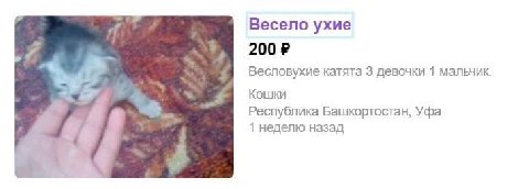Весело ухие Весловухие катята 3 девочки 1 мальчик Кошки Республика Башкортостан, Уфа 1 неделю назад