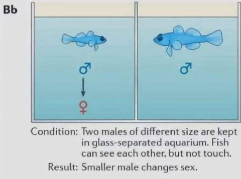 Condition: Two males of different size are kept in glass-separated aquarium. Fish can see each other, but not touch. Result: Smaller male changes sex.