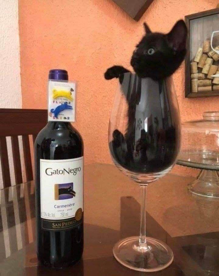 Gato