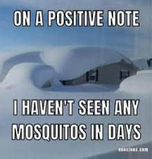 ON A POSITIVE NOTE HAVEN'T SEEN ANY MOSQUITOS IN DAYS