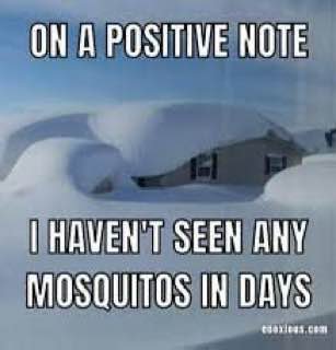 ON A POSITIVE NOTE HAVEN'T SEEN ANY MOSQUITOS IN DAYS
