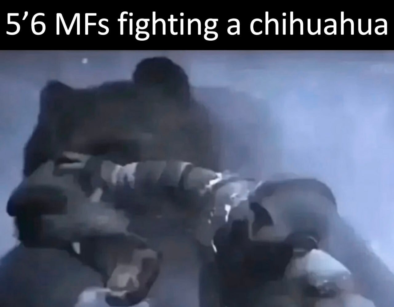 5’6 fighting a chihuahua