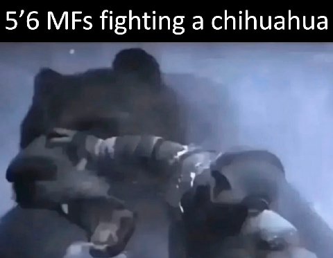 5’6 fighting a chihuahua
