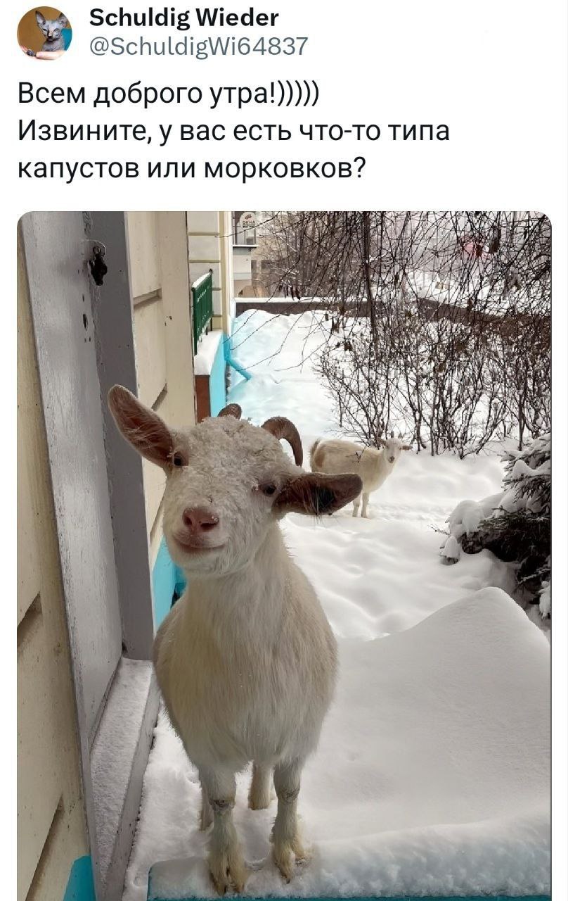 Schuldig Wieder @SchuldigWi64837 Всем доброго утра!))))) Извините, у вас есть что-то типа капустов или морковков? A)