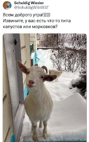 Schuldig Wieder @SchuldigWi64837 Всем доброго утра!))))) Извините, у вас есть что-то типа капустов или морковков? A)