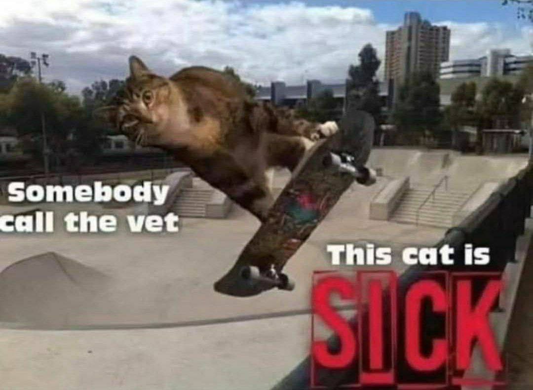 Somebody call the vet This cat is
