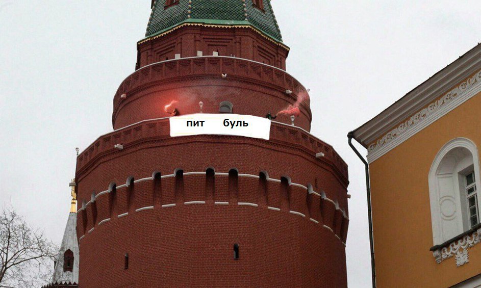 пит буль a we