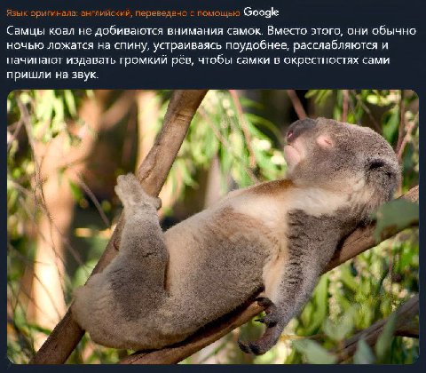 Язык оригинала: английский, переведено с помощью Google Самцы коал не добиваются внимания самок. Вместо этого, они обычно ночью ложатся на спину, устраиваясь поудобнее, расслабляются и начинают издава