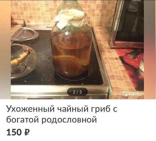 Ухоженный чайный гриб с богатой родословной