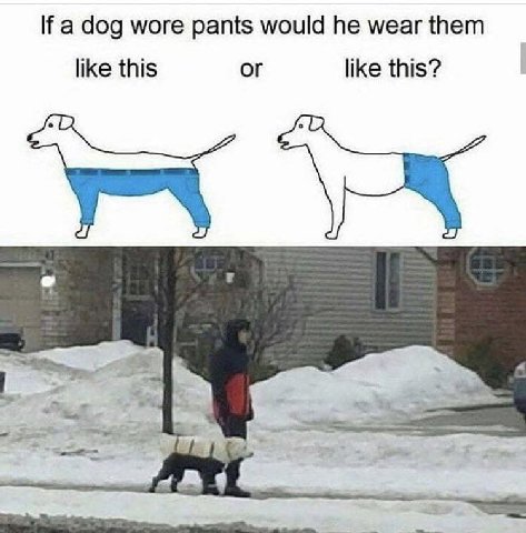 a dog wore pants would he wear them like this or like this? а)