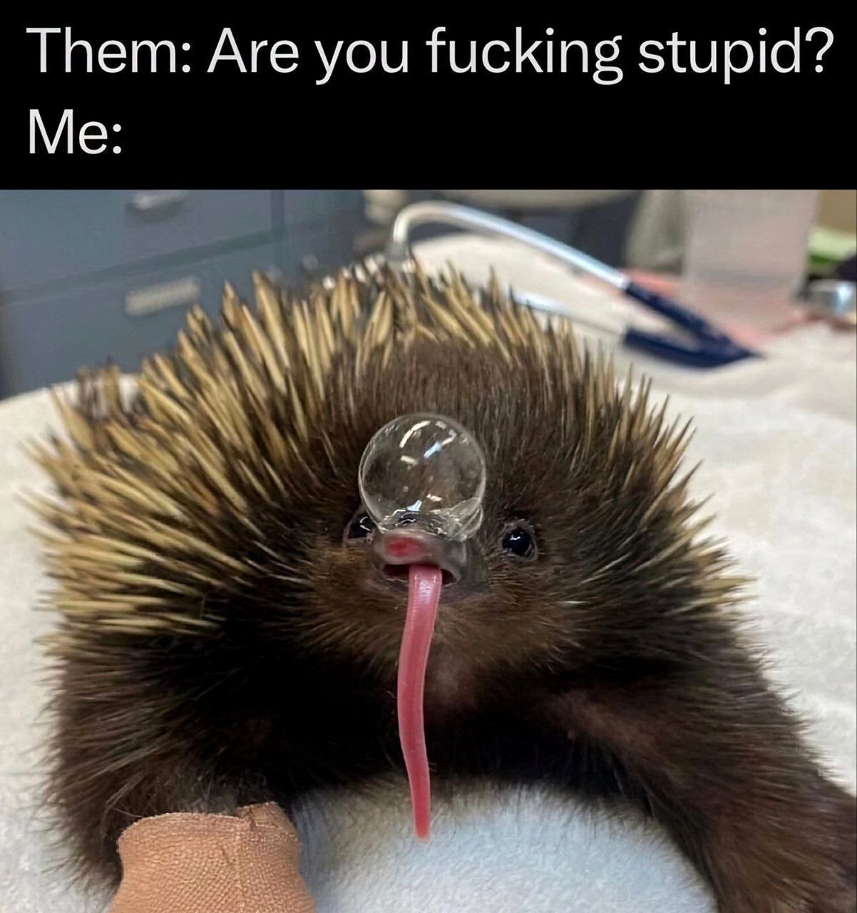 Them: Are you fucking stupid? Me