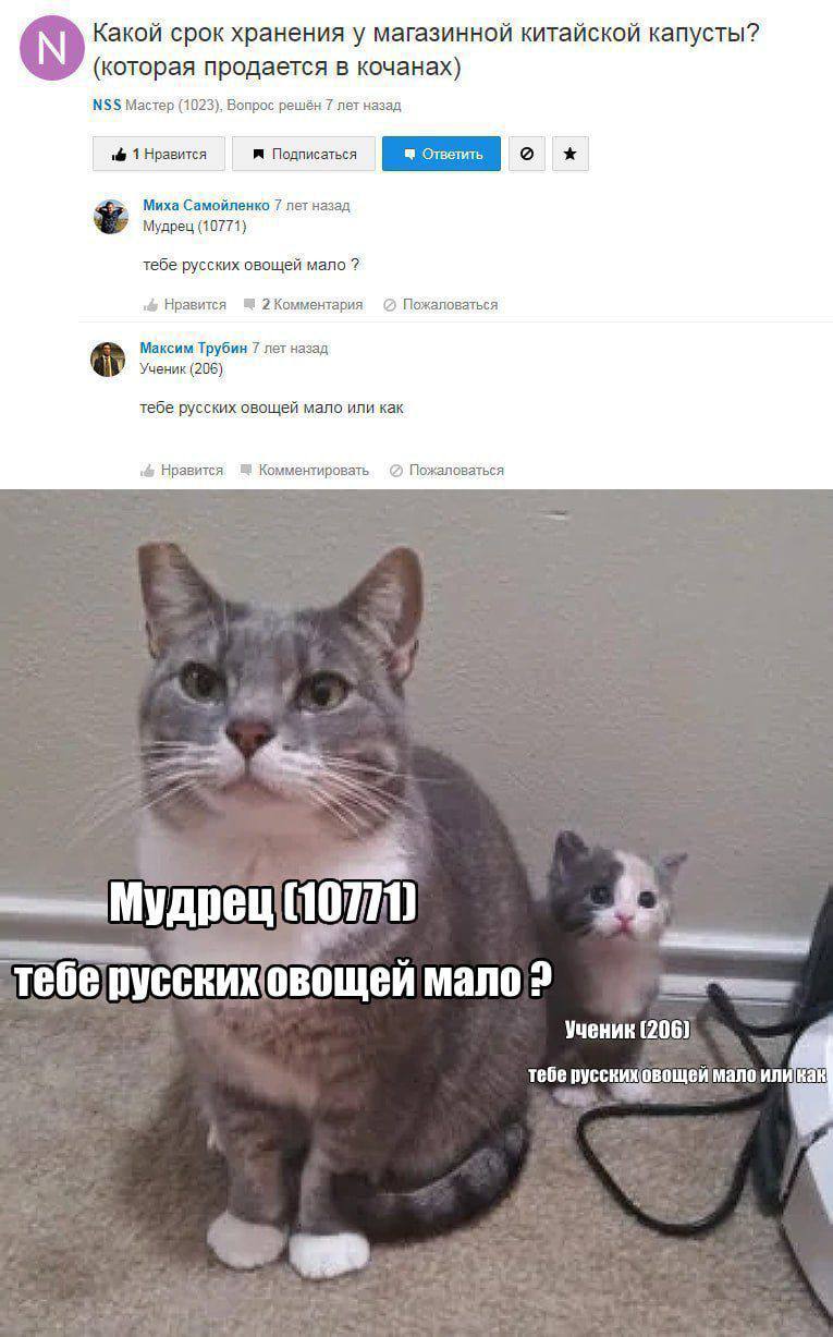 Какой срок хранения у магазинной китайской капусты? (которая продается в кочанах) NSS Мастер (1023), Вопрос решён 7 лет назад 1 Нравится Миха Самойленко 7 лет назад Мудрец (10771) тебе русских овощей 