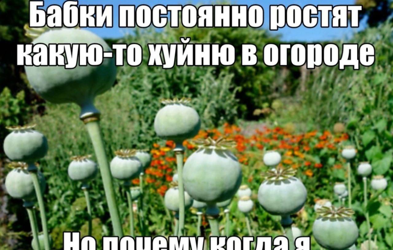 Бабки постоянно ростят какую-то хуйню в огороде