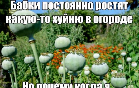 Бабки постоянно ростят какую-то хуйню в огороде