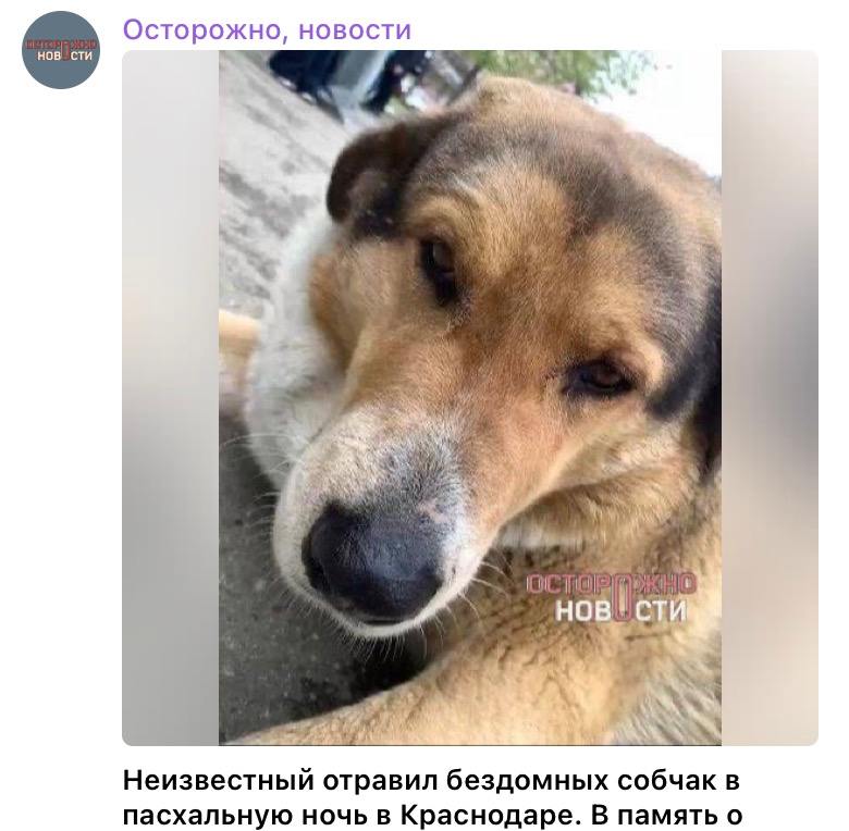 Осторожно, новости 2 С НОВ СТИ 2% Неизвестный отравил бездомных собчак в пасхальную ночь в Краснодаре. В память о