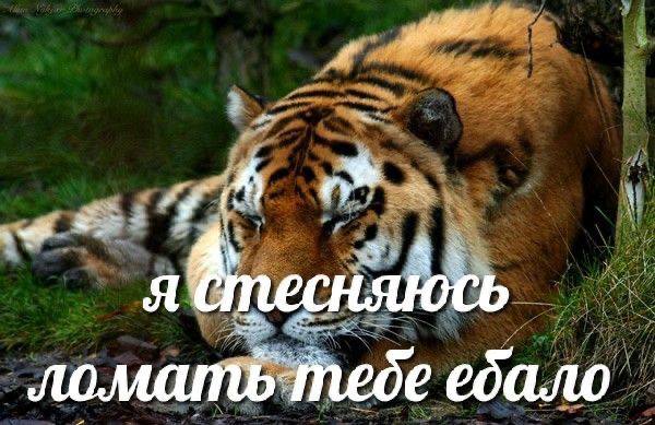 Ути