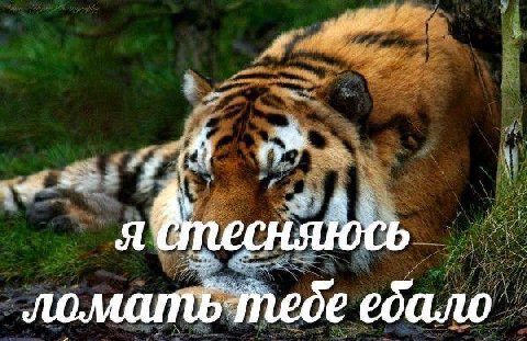Ути