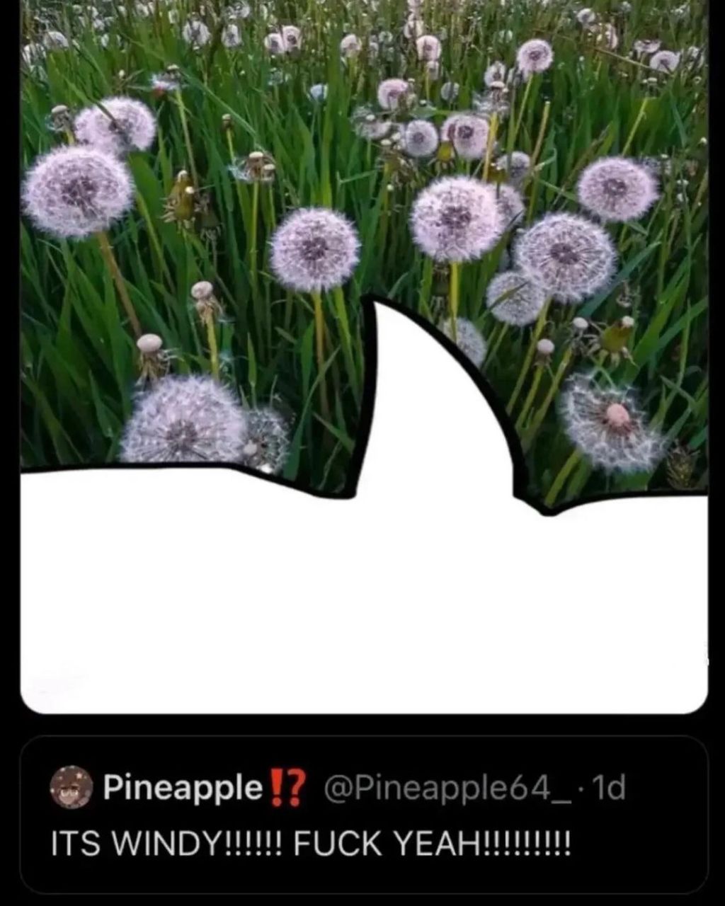 vey, we Pineapple ITS FUCK УЕАНИИИИ!