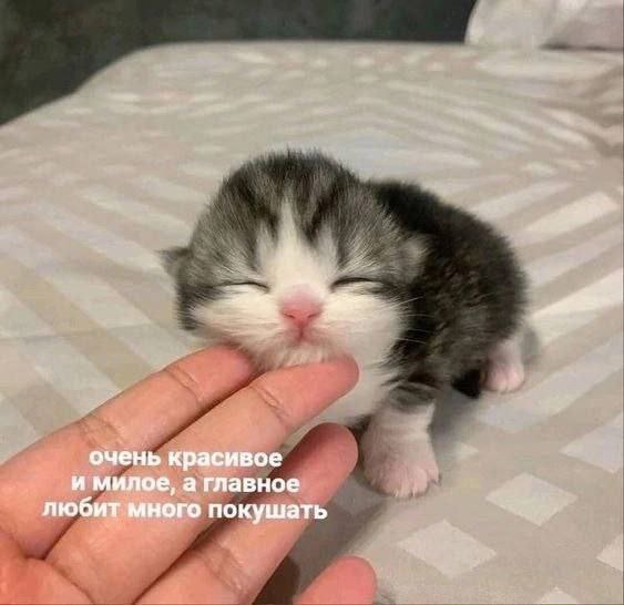 очень красивое и милое, а главное любит много покушать