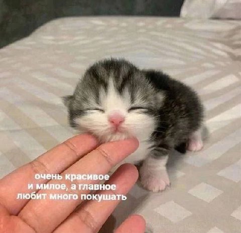 очень красивое и милое, а главное любит много покушать