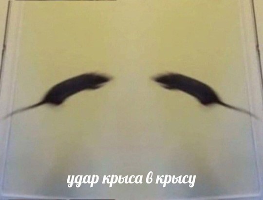 удар крыса 6 крысу