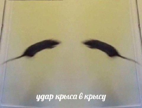 удар крыса 6 крысу