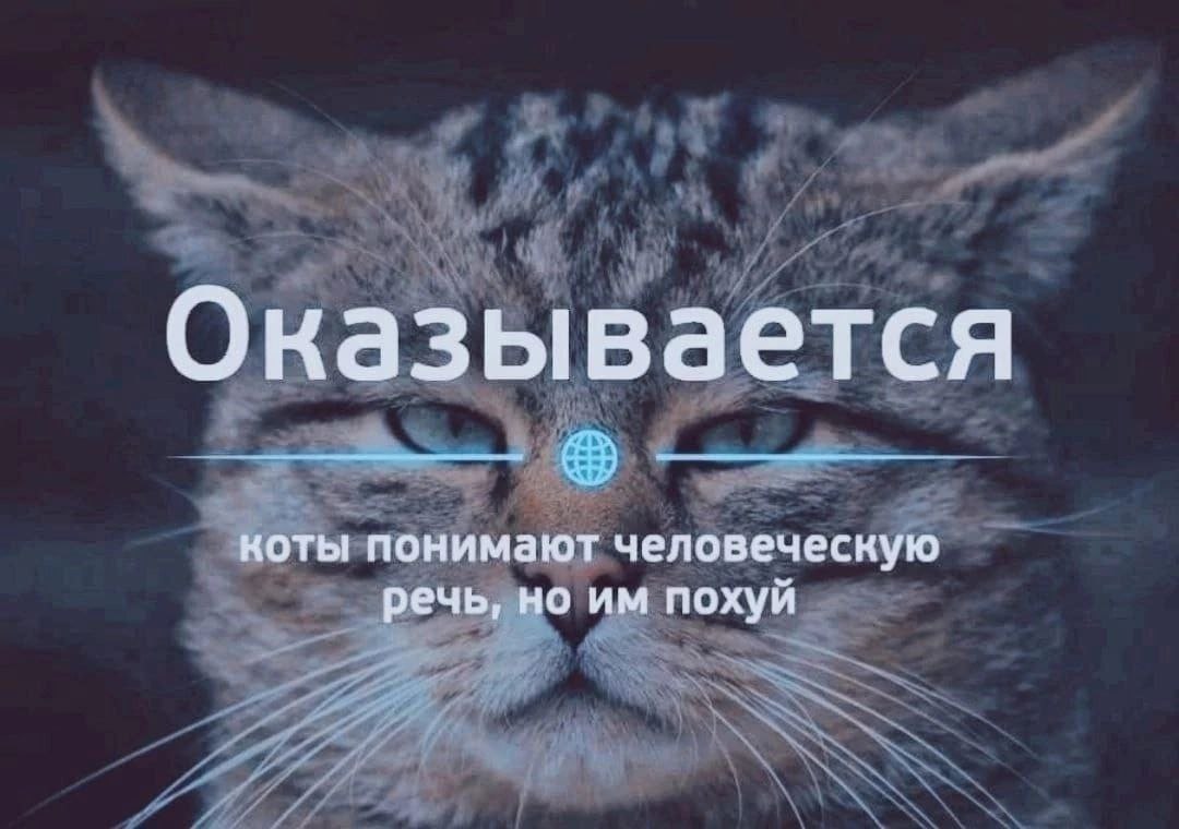 Оказывается коты понимают человеческую речь, но похуй