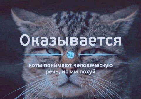 Оказывается коты понимают человеческую речь, но похуй