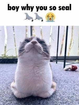 Боу why you so seal 2