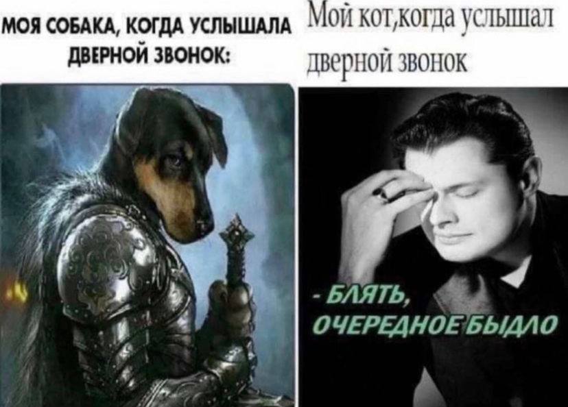МОЯ СОБАКА, КОГДА УСЛЫШАЛА Мой услышал ДВЕРНОЙ ЗВОНОК: дверной звонок 7