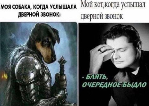 МОЯ СОБАКА, КОГДА УСЛЫШАЛА Мой услышал ДВЕРНОЙ ЗВОНОК: дверной звонок 7