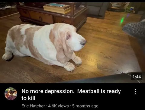 1:44 No more depression. Meatball is ready to kill Eric Hatcher views 5 months ago