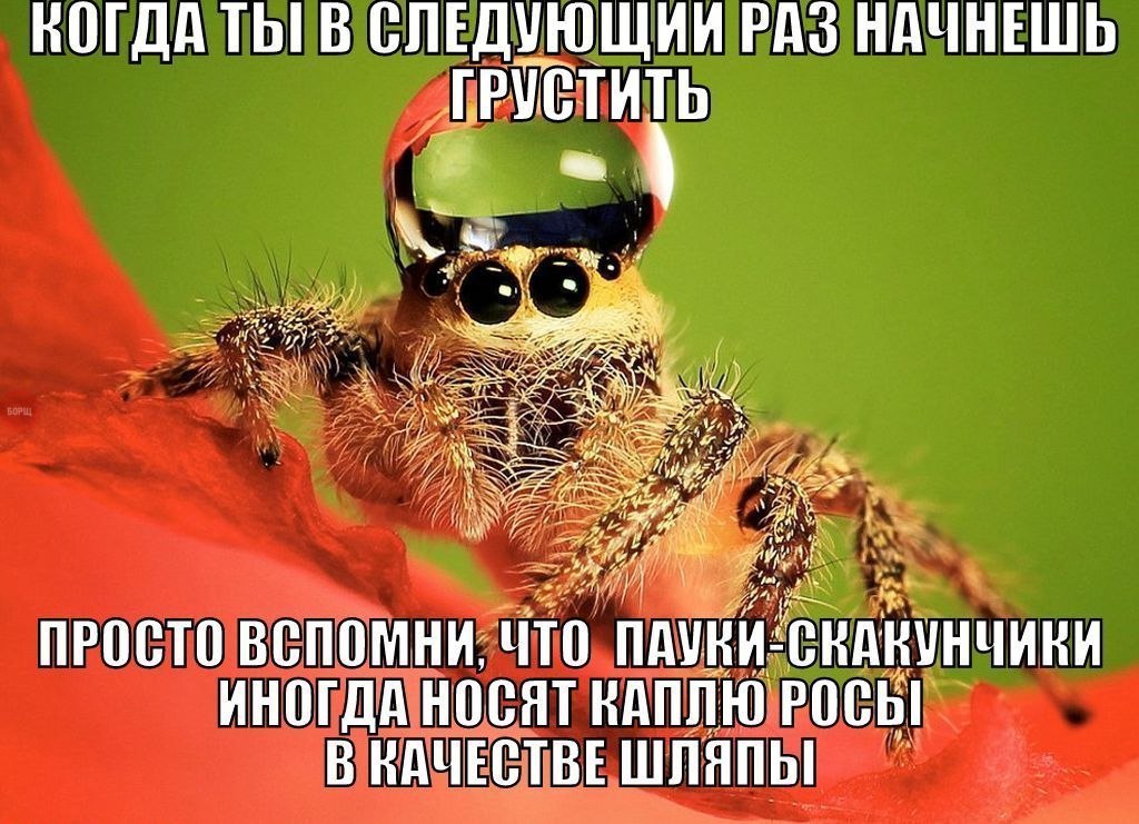 КОГДА В СЛЕДУЮЩИИ PAS НАЧНЕШЬ „ГРУСТИТЬ 4 4 4 ПРОСТО ВСПОМНИ, что ИНОГДА НОСЯТ КАПЛЮ В НАЧЕСТВЕ ШЛЯПЫ