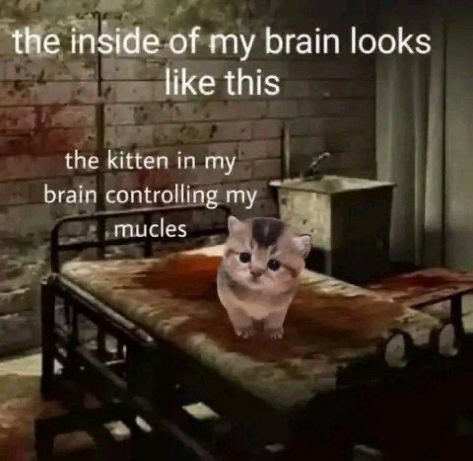 the inside of my brain looks like this the kitten in my brain controlling mucles