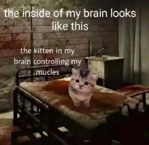 the inside of my brain looks like this the kitten in my brain controlling mucles