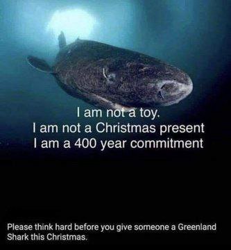 lamn toy. not а Christmas present а 400 year commitment Shark this Christmas. Please think hard before you give someone a Greenland