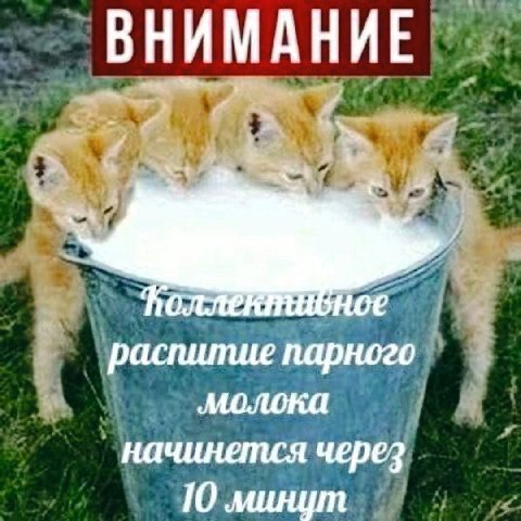 ВНИМАНИЕ растиитие парного молока начинется через 10 минут