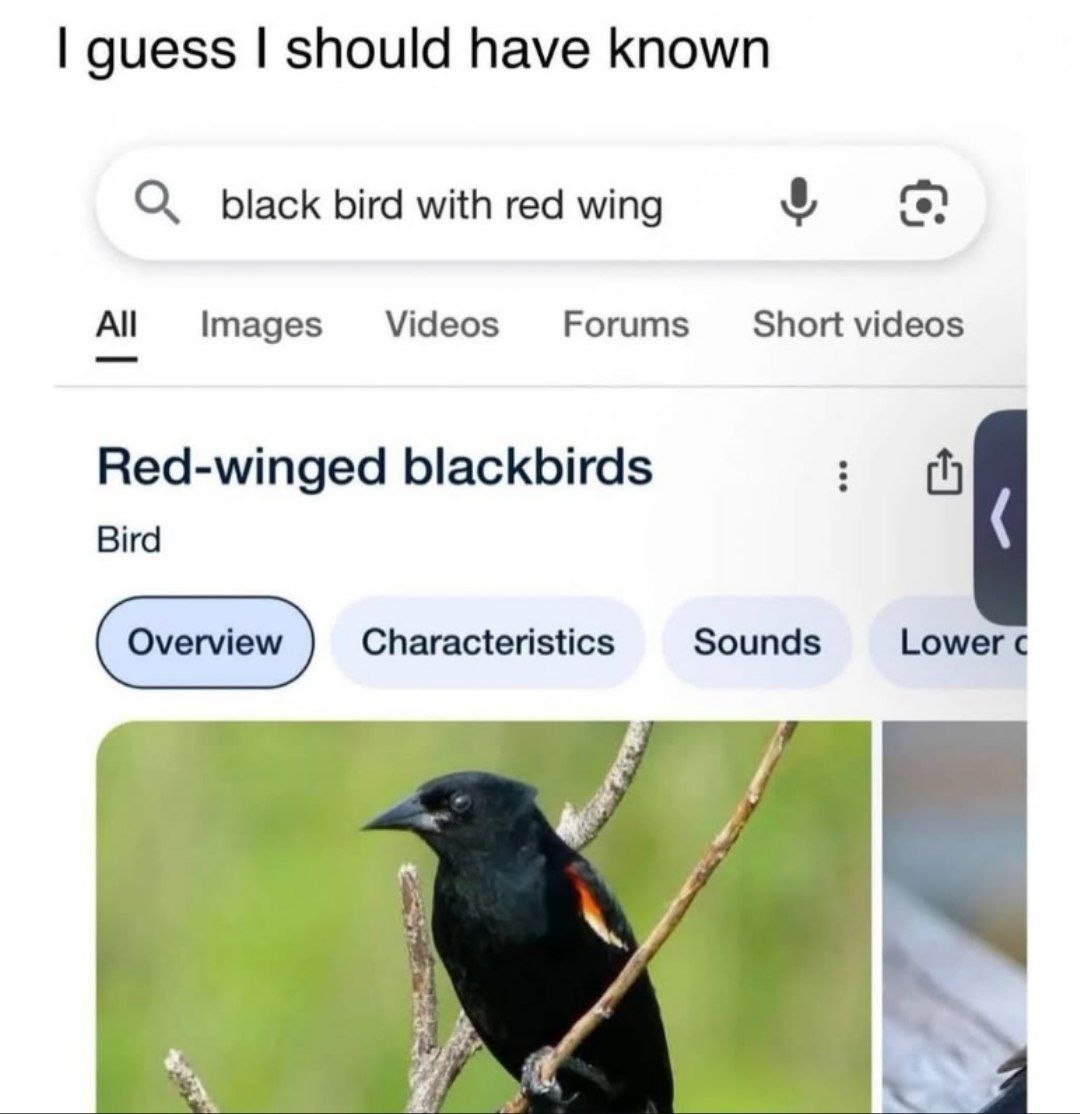 guess should have known 9 black bird with red wing Images Videos Forums Short videos Red-winged blackbirds Bird Characteristics Sounds Lower