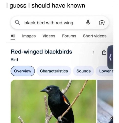 guess should have known 9 black bird with red wing Images Videos Forums Short videos Red-winged blackbirds Bird Characteristics Sounds Lower