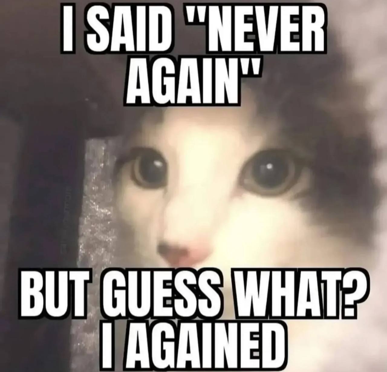 SAID “NEVER AGAIN: BUT; GUESS WHAT: