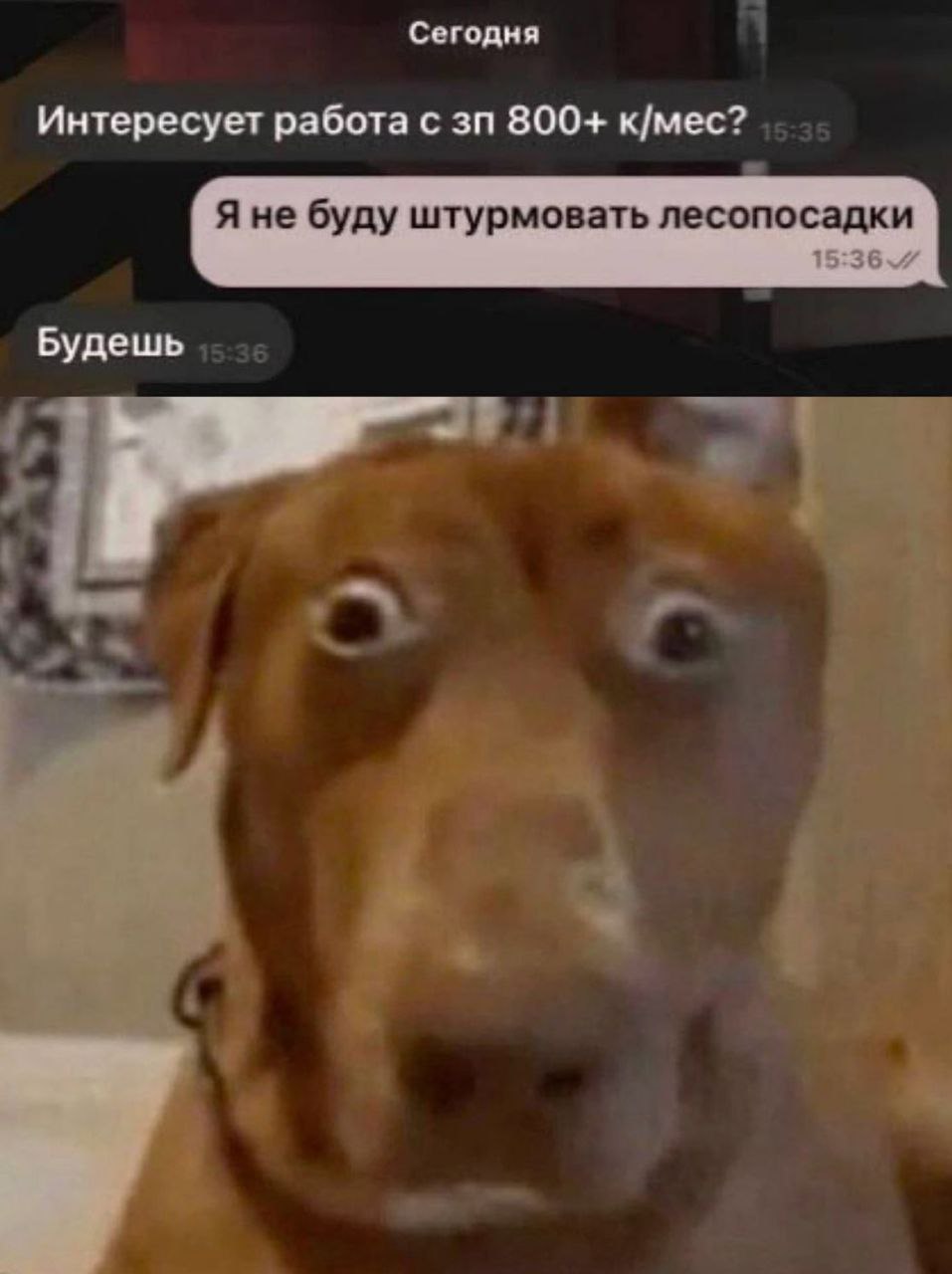 Сегодня Интересует работа с 800+ к/мес? Я не буду штурмовать лесопосадки Будешь