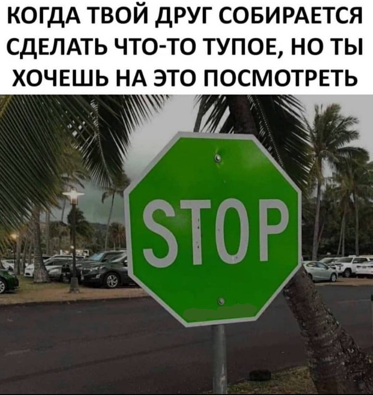 КОГДА ТВОЙ ДРУГ СОБИРАЕТСЯ СДЕЛАТЬ ЧТО-ТО ТУПОЕ, НО ТЫ ХОЧЕШЬ НА ЭТО ПОСМОТРЕТЬ