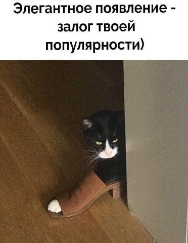 Элегантное появление залог твоей популярности)