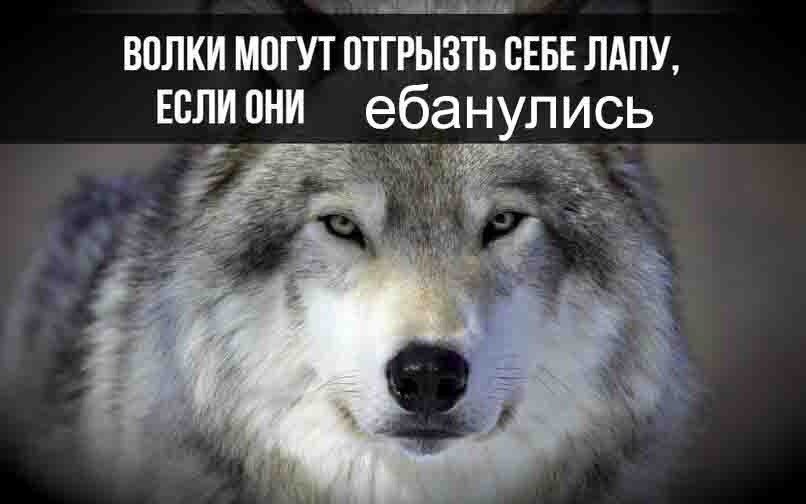 ВОЛКИ МОГУТ ОТГРЫЗТЬ СЕБЕ ЛАПУ. Еслиони ебанулись