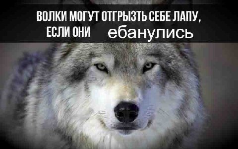 ВОЛКИ МОГУТ ОТГРЫЗТЬ СЕБЕ ЛАПУ. Еслиони ебанулись