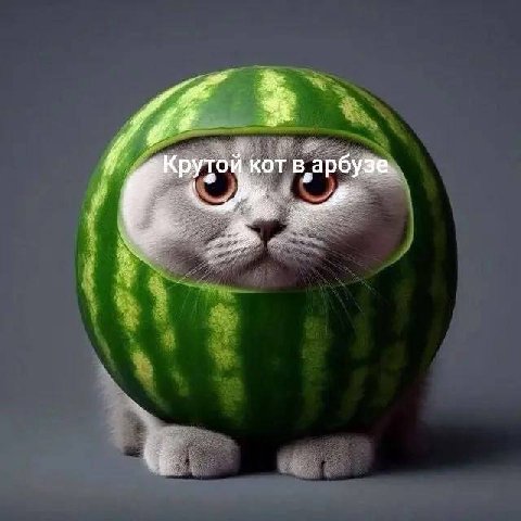 ‚кот