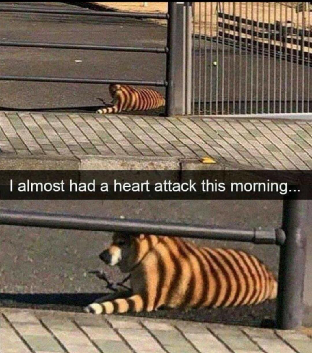 almost had а heart attack this morning... 4